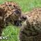 Meet Peru’s first leopard cubs born in captivity at Lima zoo